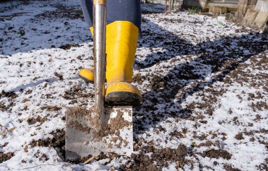 What to do if you didn’t plant garlic before the frost What to do if you didn’t plant garlic before the frost