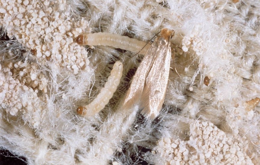 Clothes moth - «Tineola bisselliella»