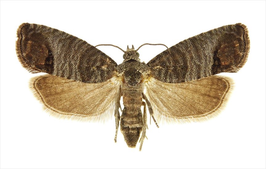 Codling moth - «Cydia pomonella»