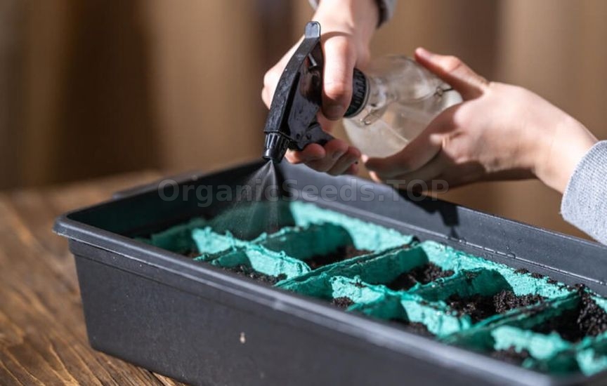 Growing potted tomatoes year-round – a real strategy