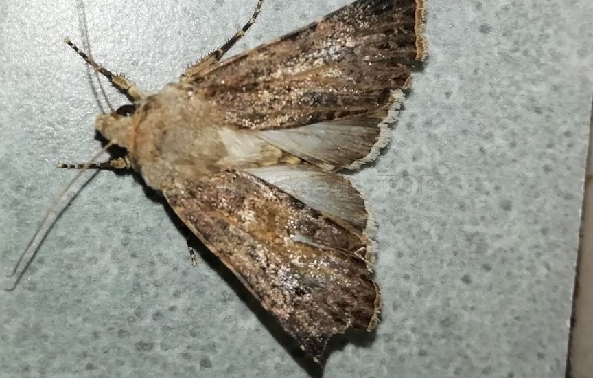 Turnip moth - «Scotia segetum»