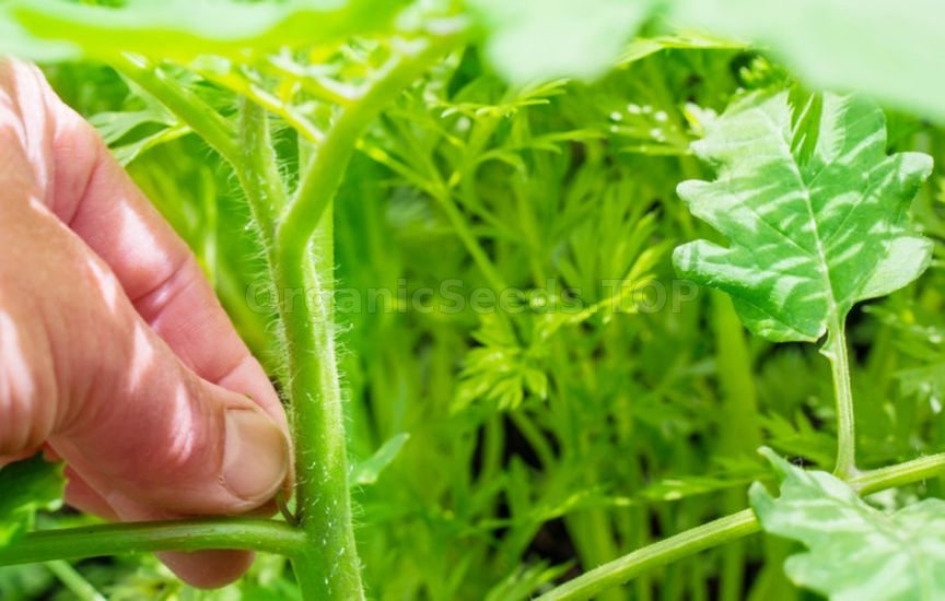 Companion Planting for Protection and Yield