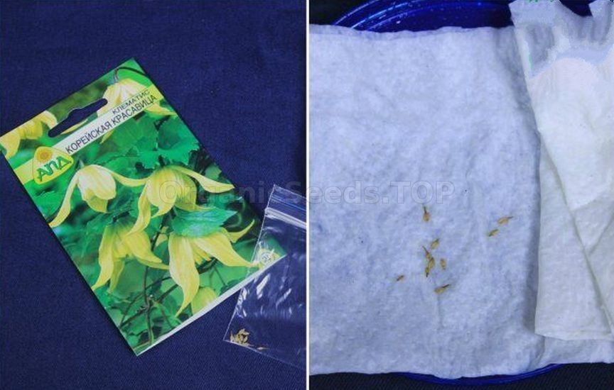 3 best ways to stratify seeds