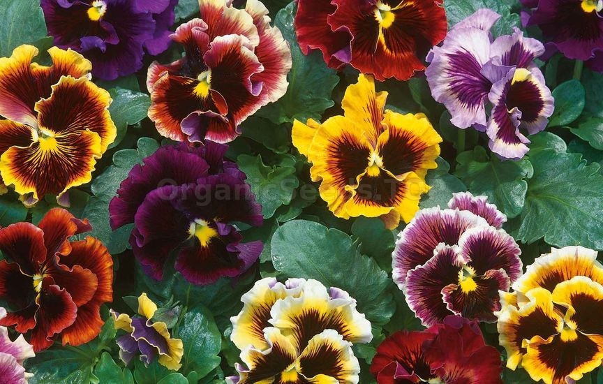 Charming violas