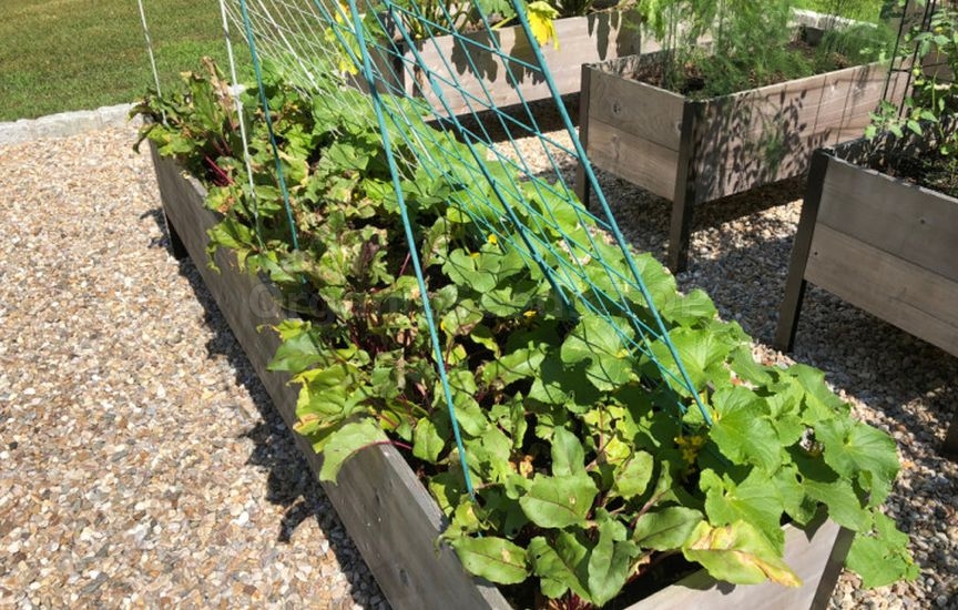 Companion Planting for Protection and Yield