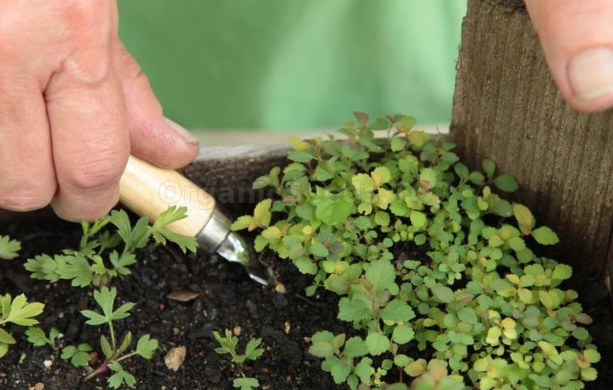 Propagation of spirea by seeds