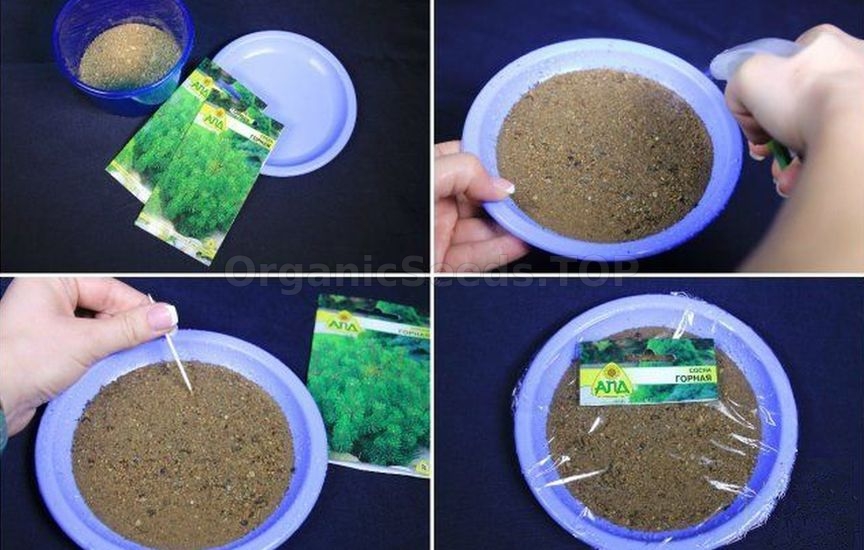 3 best ways to stratify seeds
