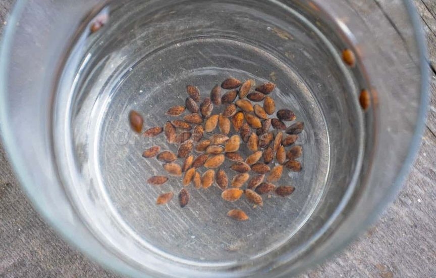 6 main rules for seed stratification at home