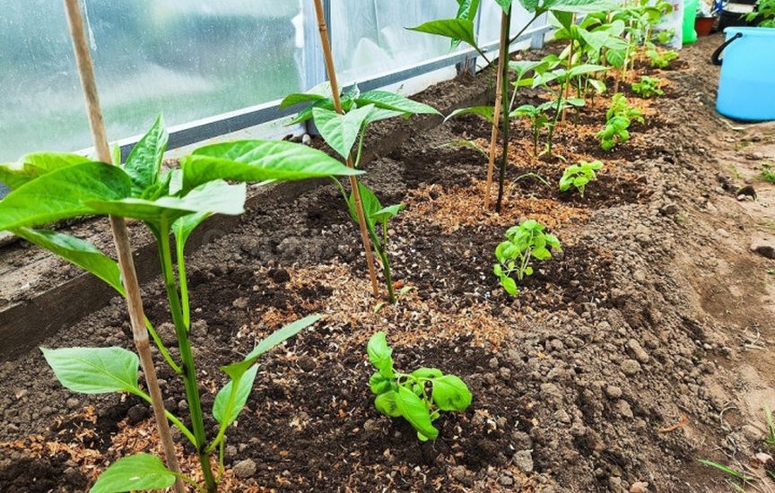 Companion Planting for Protection and Yield