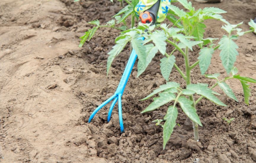 «Dry watering»: what is this procedure and which plants need it