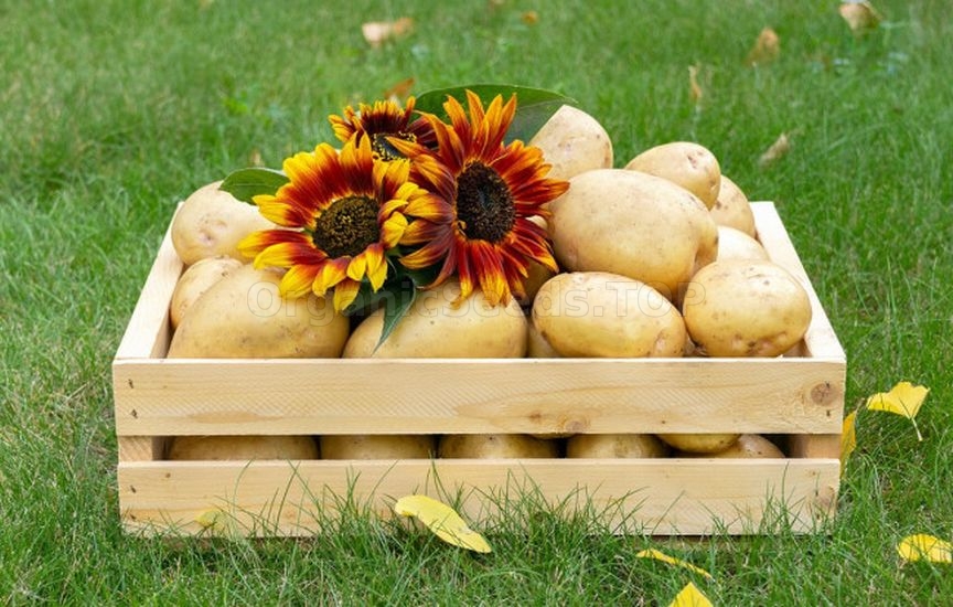 How to store potatoes to prevent sprouting