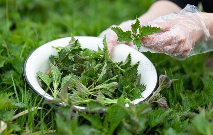 Homemade organic fertilizer: compost, infusions, and ash