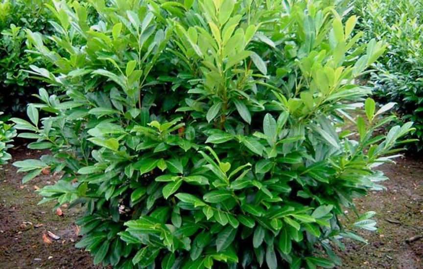 Cherry laurel - methods of reproduction and care