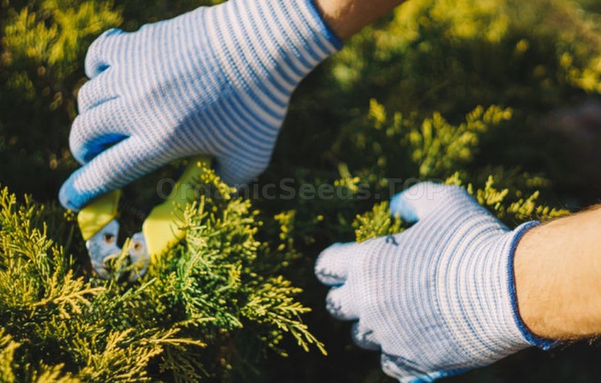 Autumn care for coniferous plants Autumn care for coniferous plants