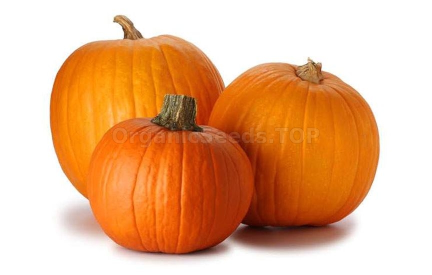 Why pumpkin is useful