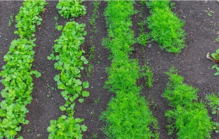 What to sow and plant in June to harvest before autumn What to sow and plant in June to harvest before autumn