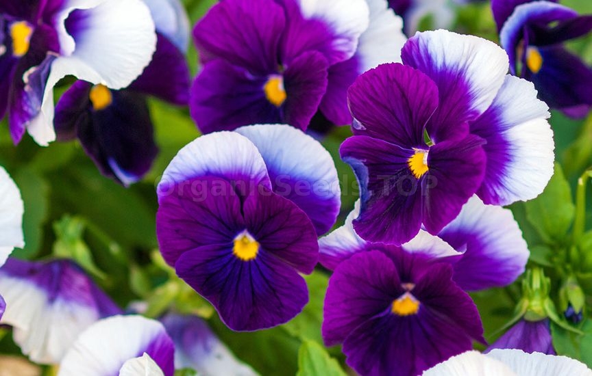 Charming violas
