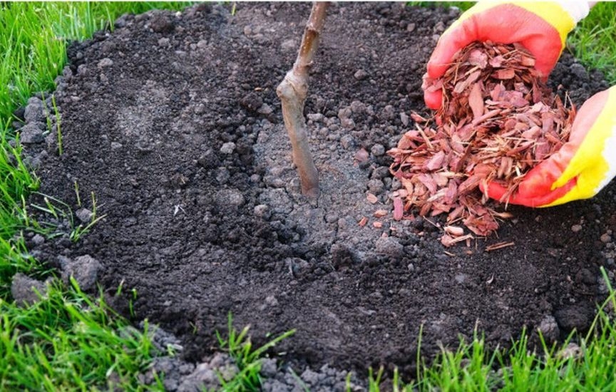 How to protect young seedlings in the first winter