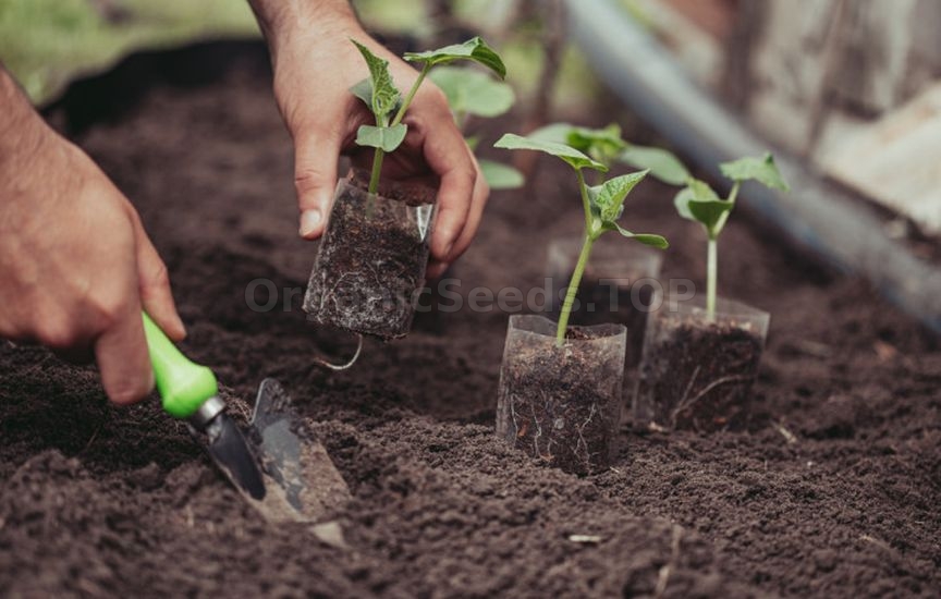All Secrets of Early Cucumber Harvest