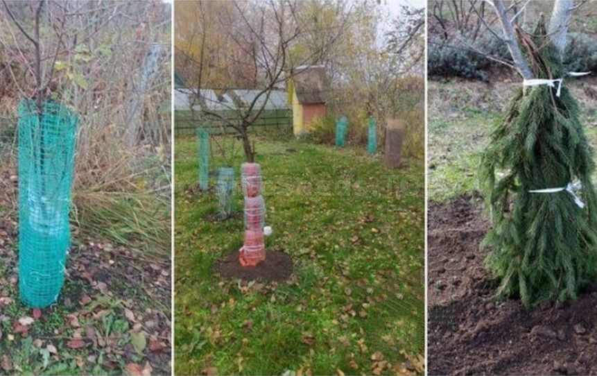 How to protect young seedlings in the first winter How to protect young seedlings in the first winter