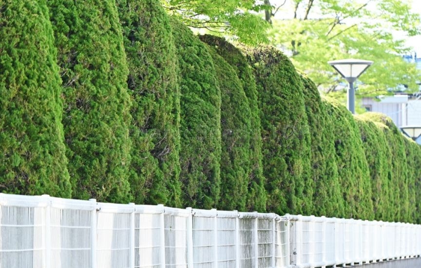 Juniper planting ideas: 9 stylish combinations Juniper planting ideas: 9 stylish combinations