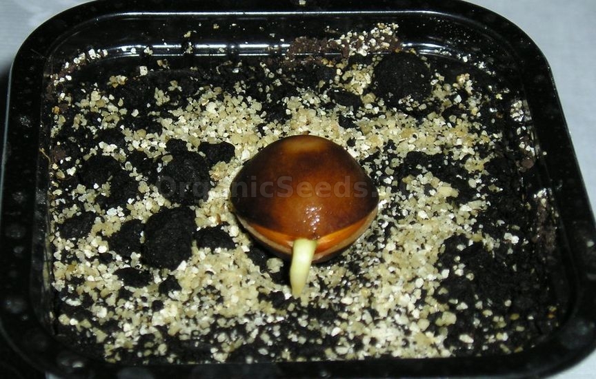 6 main rules for seed stratification at home