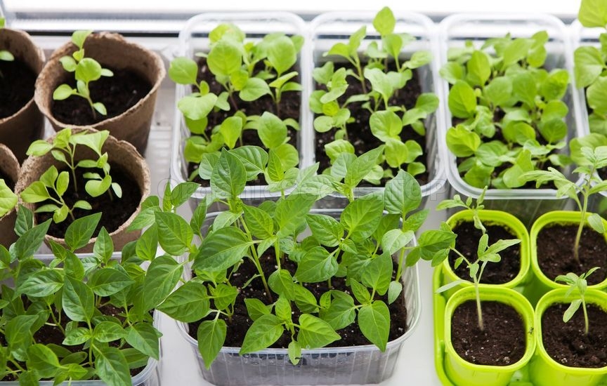 Growing early seedlings: how to get a quality crop