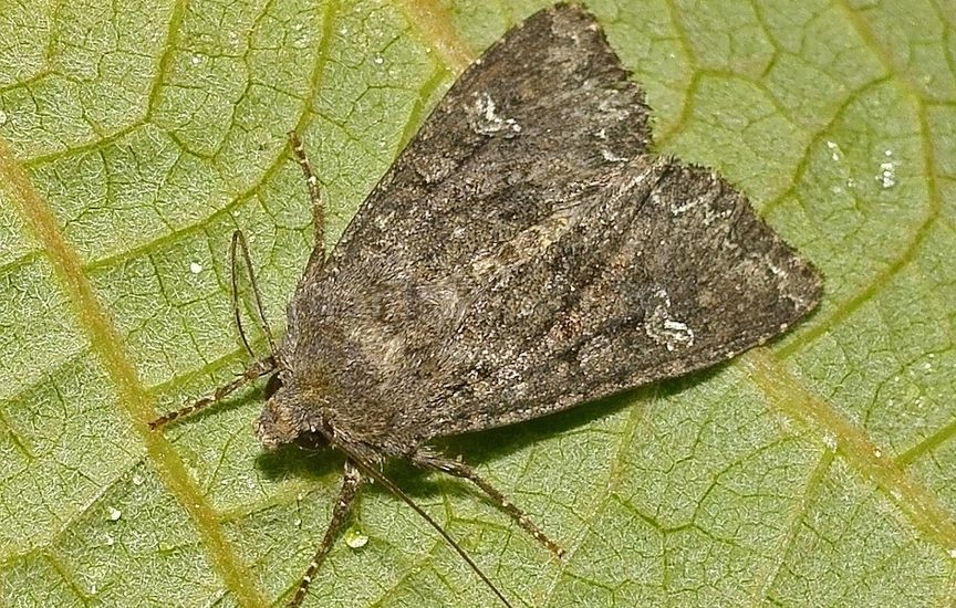 Cabbage moth - «Mamestra brassicae»