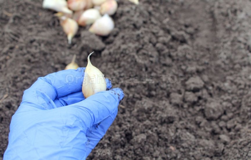 What to do if you didn’t plant garlic before the frost
