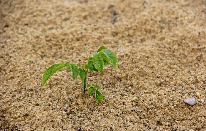 Walnut: planting, care, shaping Walnut: planting, care, shaping