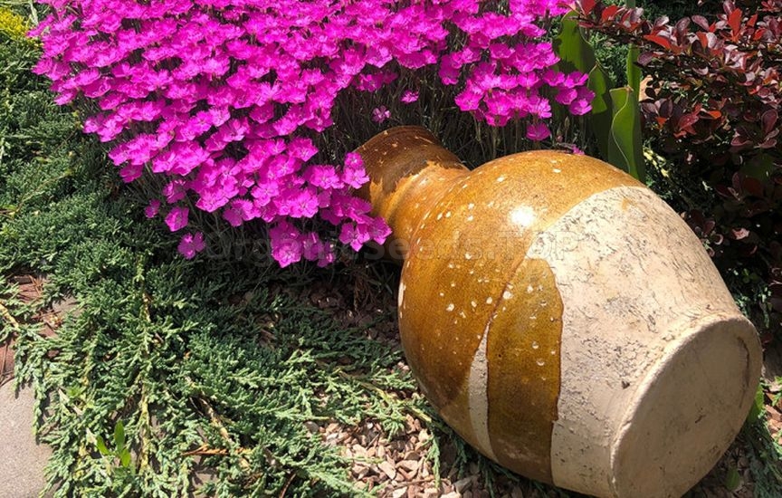 Juniper planting ideas: 9 stylish combinations Juniper planting ideas: 9 stylish combinations