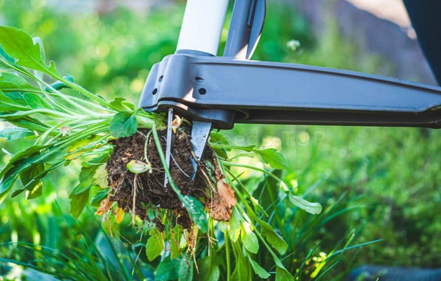 5 rules of weeding – to make the result last longer 5 rules of weeding – to make the result last longer