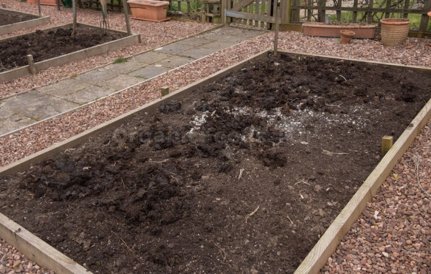 What to add to potato beds in spring