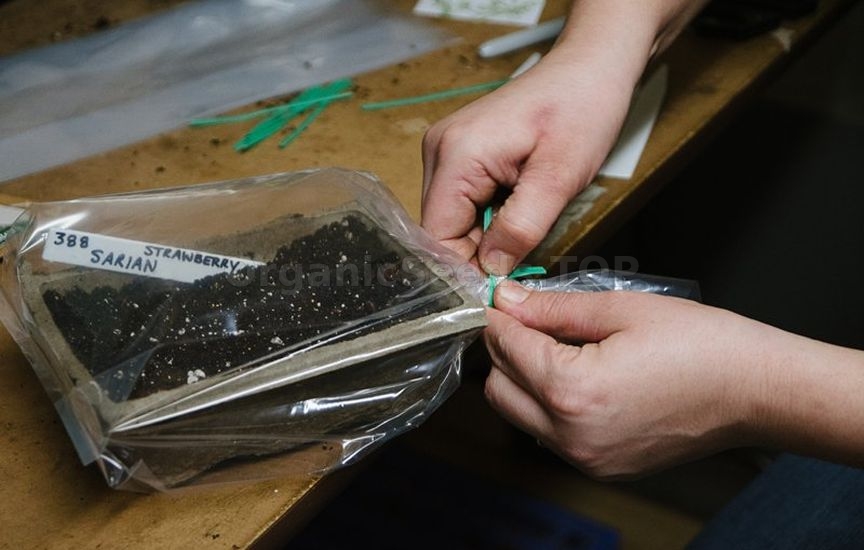 6 main rules for seed stratification at home