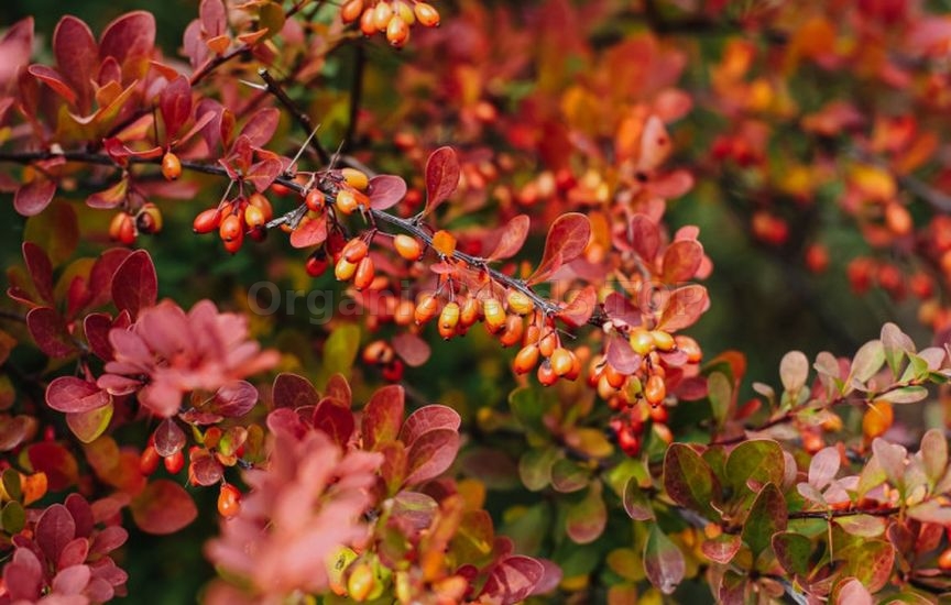 «Kings of Autumn»: 10 Shrubs That Shine at Season’s End