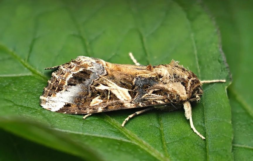 Tobacco cutworm - «Spodoptera litura»