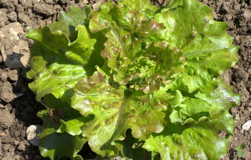 Spicy herbs and greens that can be sown before winter Spicy herbs and greens that can be sown before winter