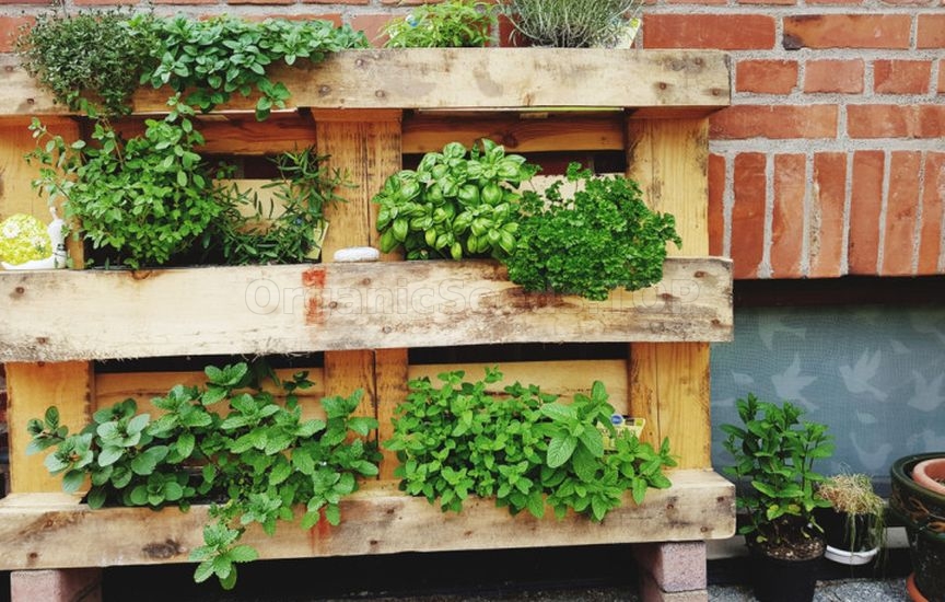 Mini herb garden near the house