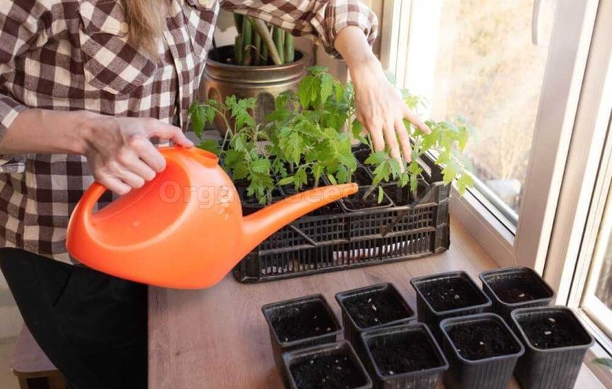 Growing potted tomatoes year-round – a real strategy