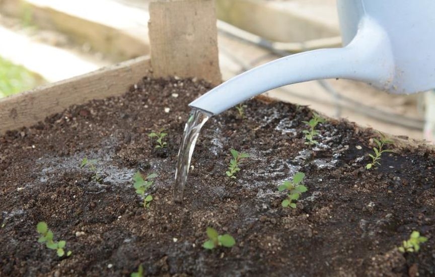 Propagation of spirea by seeds