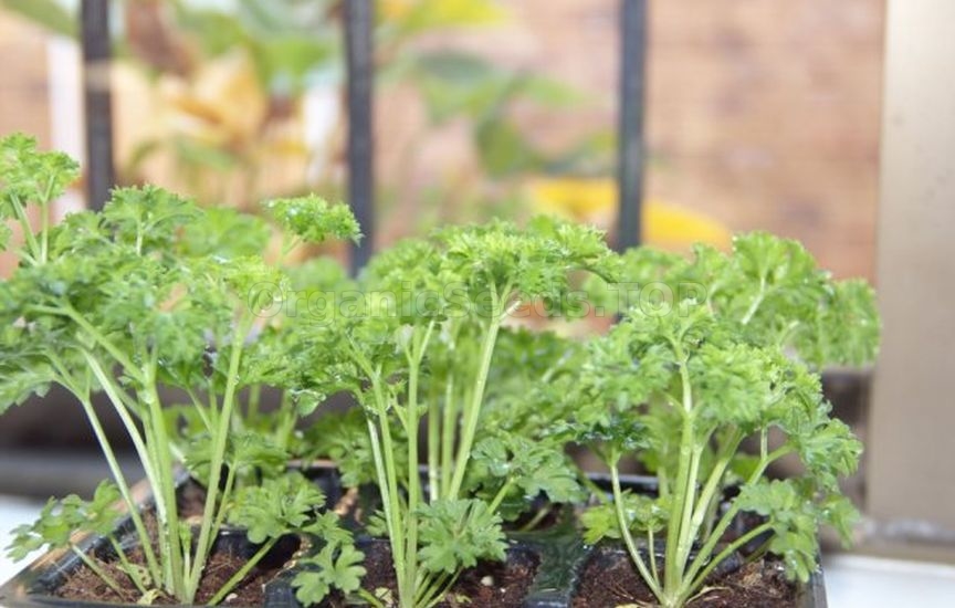 How to grow greens on a Windowsill in winter