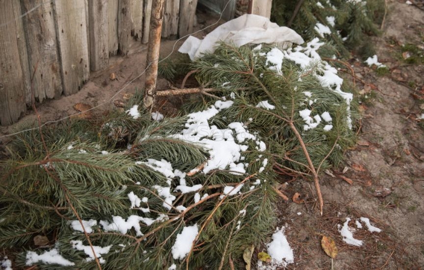 What to do if you didn’t plant garlic before the frost What to do if you didn’t plant garlic before the frost