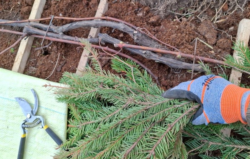 Grape sheltering: tips from an experienced gardener