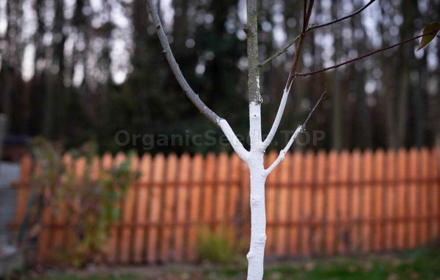 How to protect young seedlings in the first winter How to protect young seedlings in the first winter