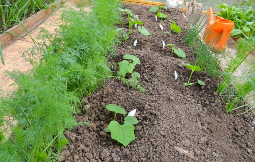 Companion Planting for Protection and Yield