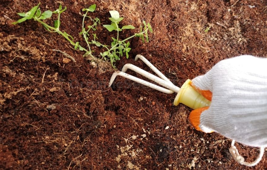 «Dry watering»: what is this procedure and which plants need it