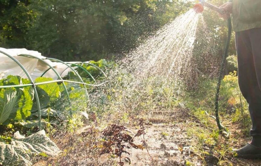 5 rules of weeding – to make the result last longer 5 rules of weeding – to make the result last longer