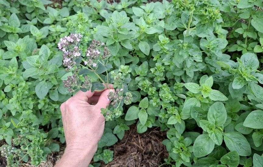 Mini herb garden near the house