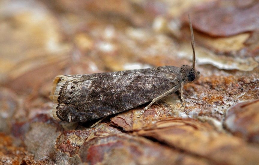 Plum moth - «Grapholita funebrana»