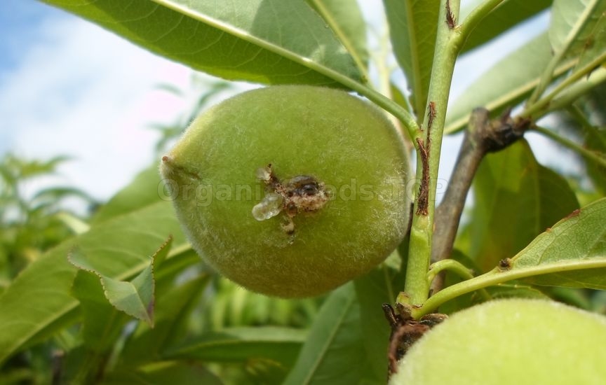Oriental fruit moth - «Grapholita molesta»